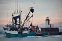 Navio de pesca de cerco à venda