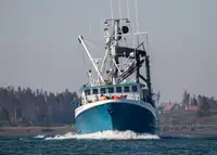Navio de pesca de cerco à venda