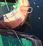 Barco piloto à venda