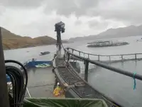 Barcos de trabalho à venda