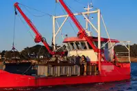 Barcos de trabalho à venda