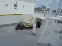 Navio de patrulha à venda