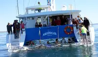 Catamarã à venda