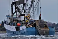 Navio de pesca de cerco à venda