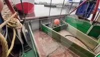 Navio transportador de peixes vivos à venda