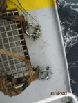 Navio frigorífico à venda