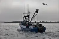 Navio de pesca de cerco à venda
