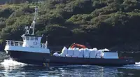 Barcos de trabalho à venda