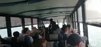Anfíbio à venda