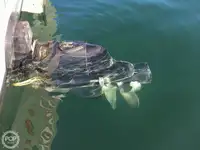 Navio de pesca de arrasto à venda