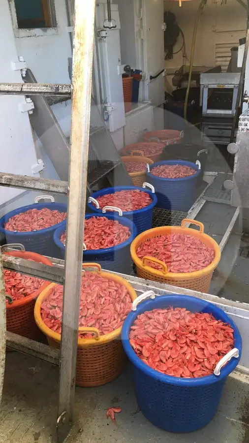 Navio de pesca de arrasto de rede de fundo à venda
