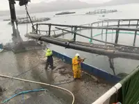 Barcos de trabalho à venda