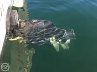 Navio de pesca de arrasto à venda