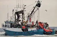 Navio de pesca de cerco à venda