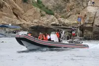 Barco inflável rígido à venda