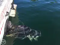 Navio de pesca de arrasto à venda
