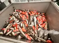 Traineira de pesca à venda